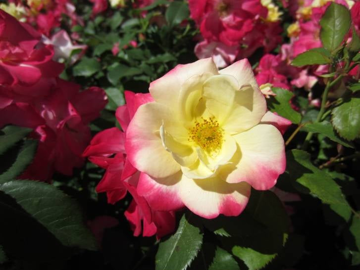 Campfire Rose – Green Promise Farms