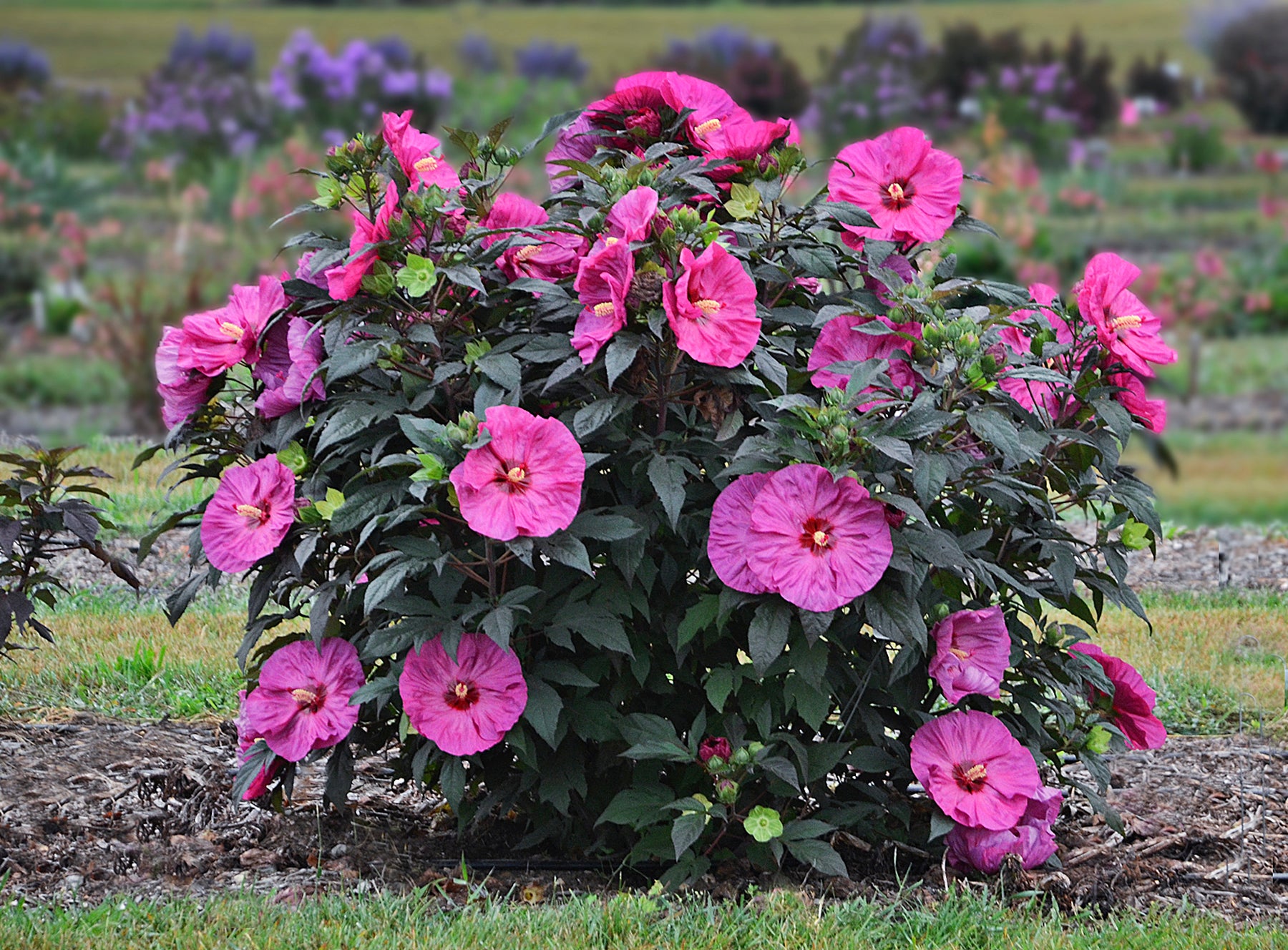 A shrub with dense, green foliage and large pink flowers with a cherry red eye, blooming in a garden setting.