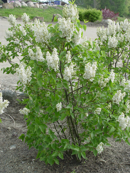 A shrub with pale pink buds and a mass of double white flowers with a slight pink blush, accompanied by dark green leaves.