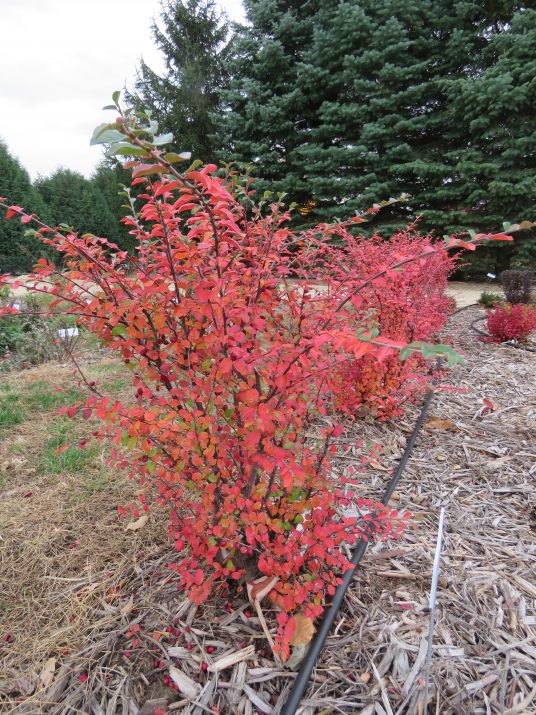 A shrub with red and green foliage, featuring clusters of small red berries, and a backdrop of green, shiny summer foliage that turns orange in fall.