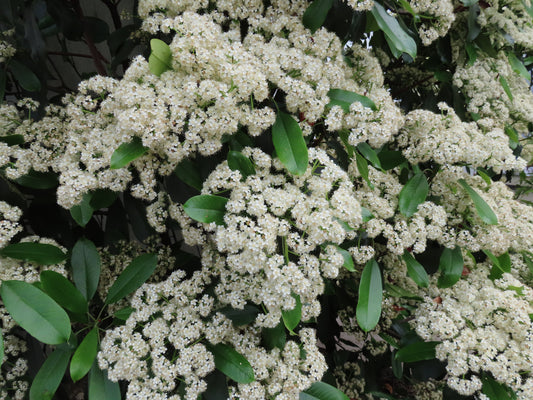 A shrub with small white flowers in bloom, identified as Viburnum.