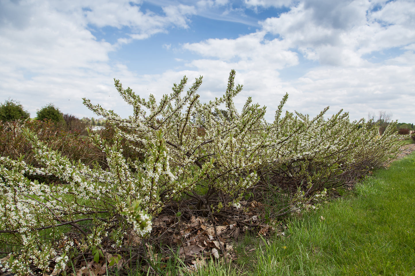 A shrub with white blossoms and green foliage, with a backdrop of a clear blue sky.