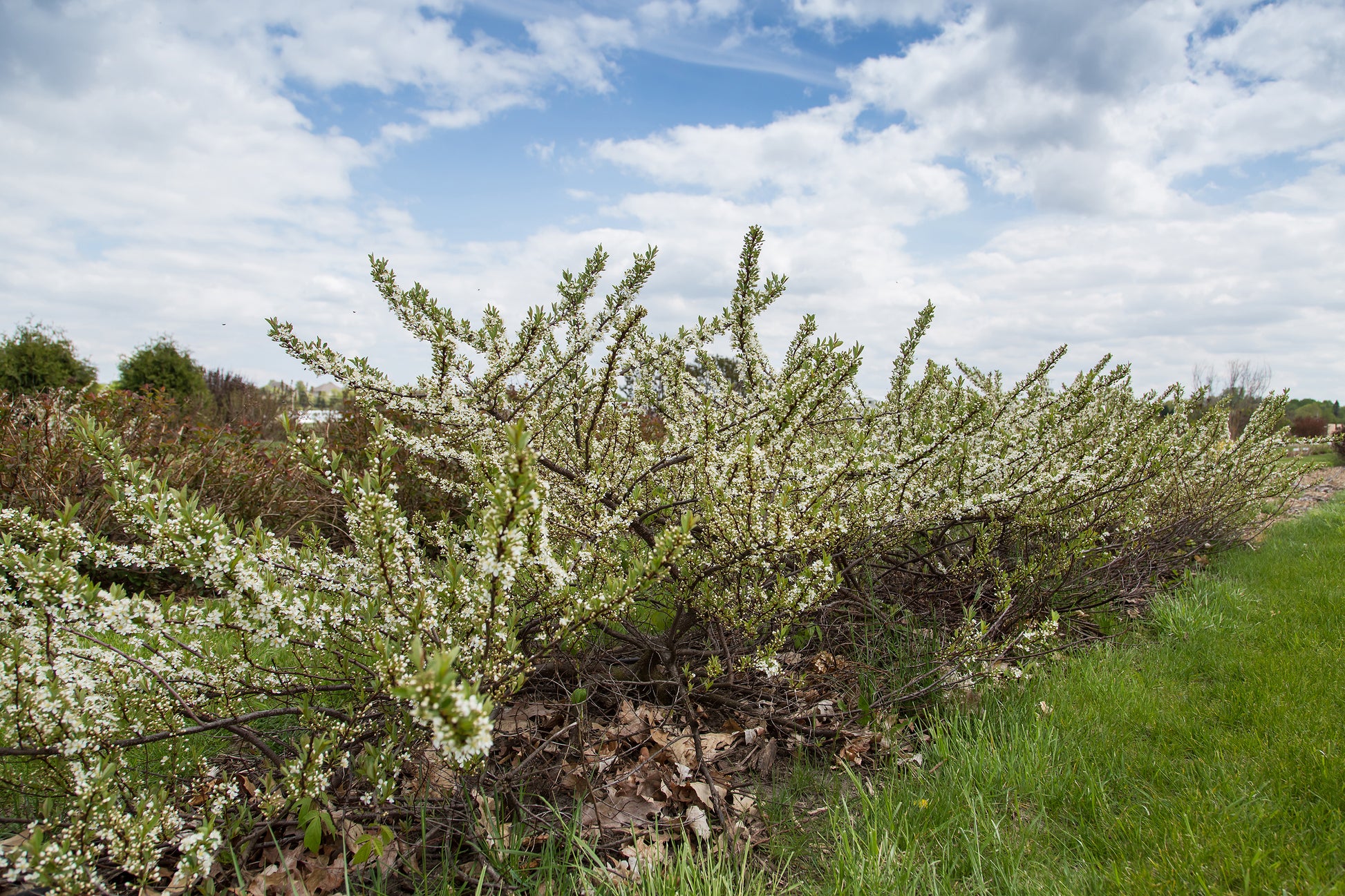 A shrub with white blossoms and green foliage, with a backdrop of a clear blue sky.