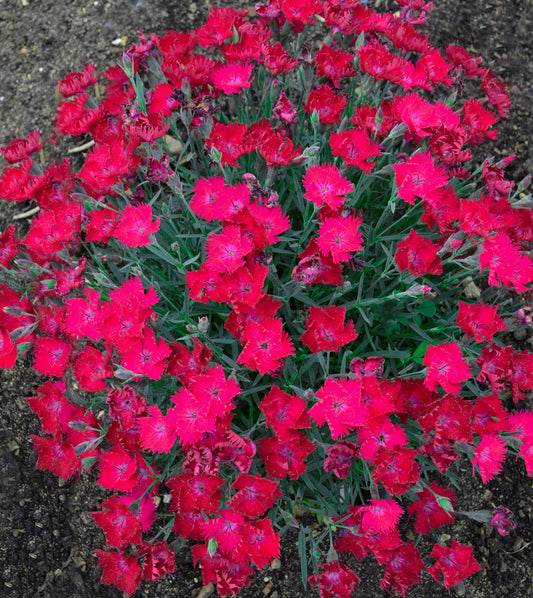 A vibrant magenta pink colorful flower bed with vivid pink shades and a low mound of glaucous blue foliage in the background.