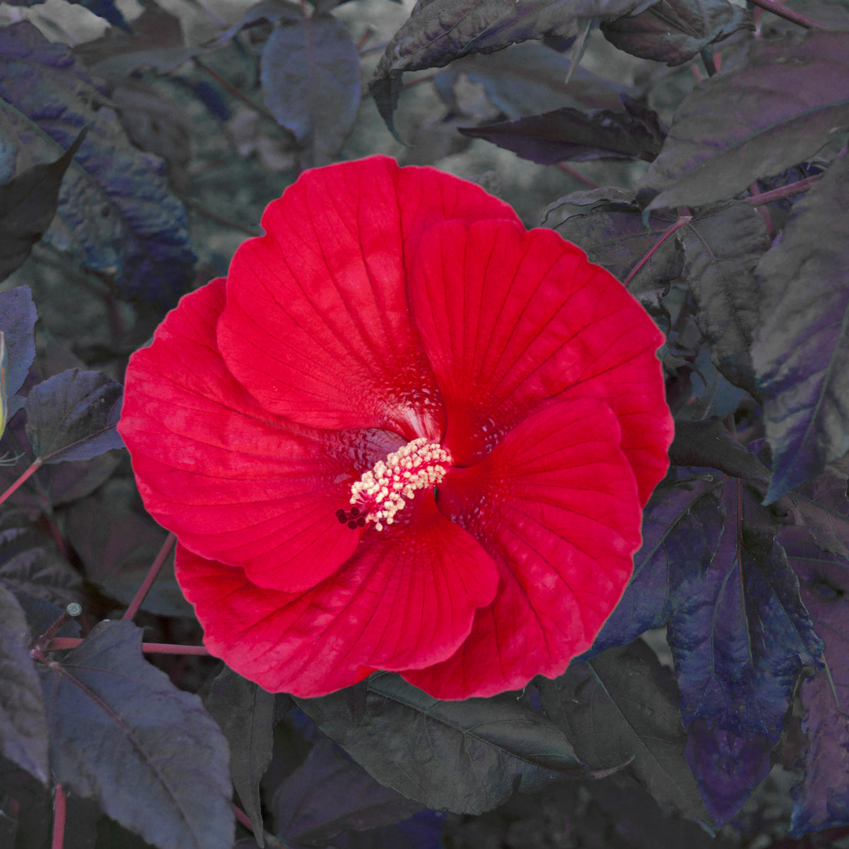 A vibrant red rose mallow flower with a dark green foliage background.