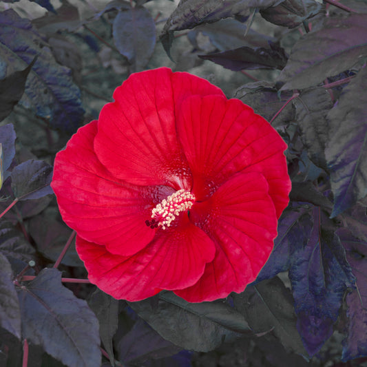 A vibrant red rose mallow flower with a dark green foliage background.