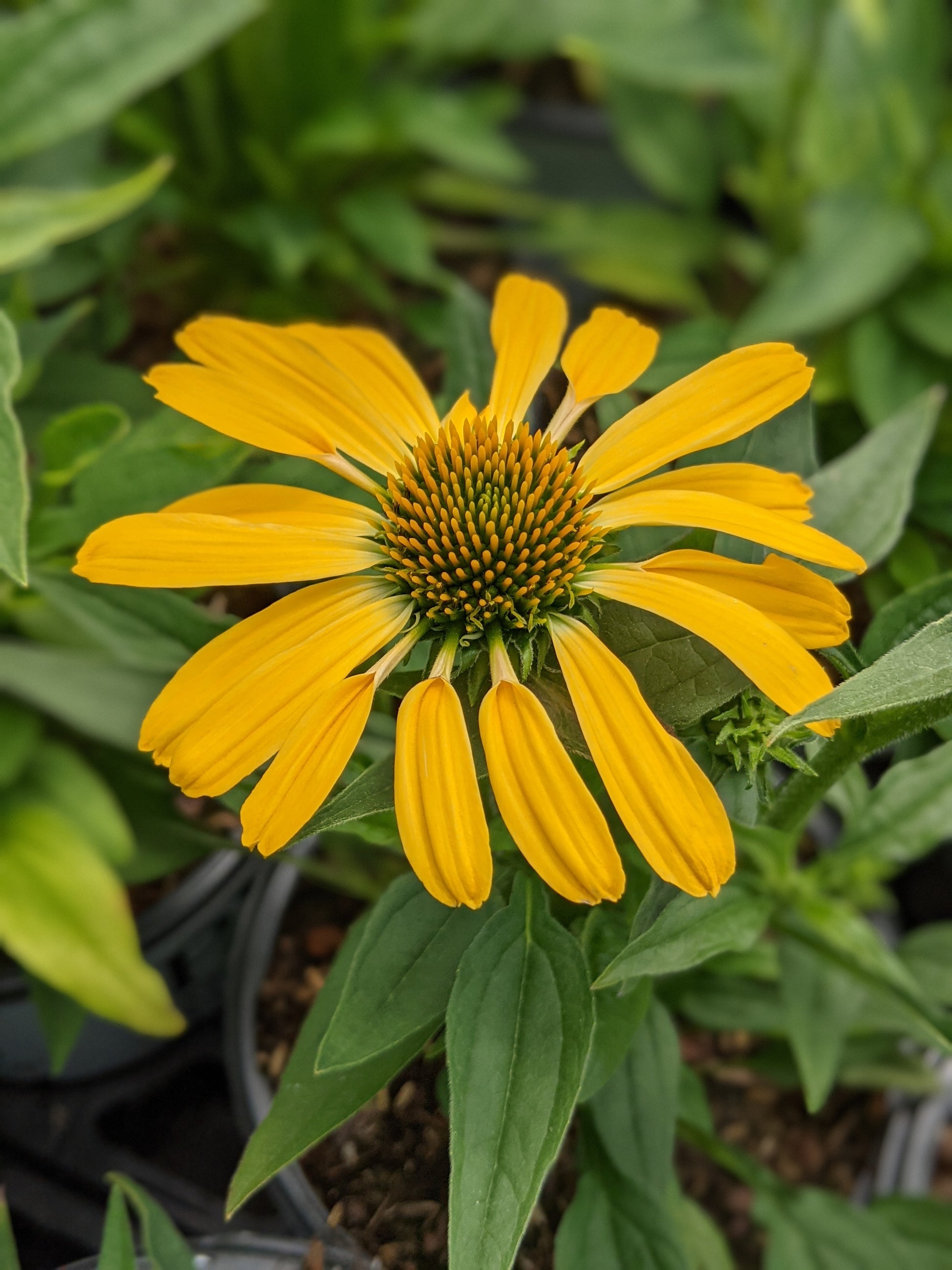 A vibrant yellow coneflower with dark green foliage in the background, indicative of a healthy garden environment.