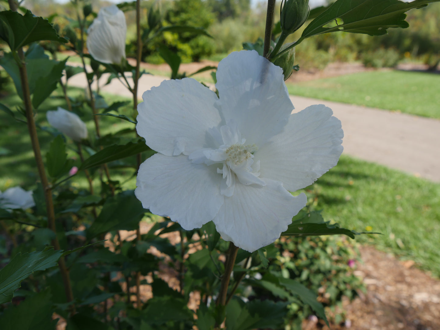A white, double-flowered shrub, likely 'White Pillar® Rose of Sharon', with green leaves, in a garden setting.