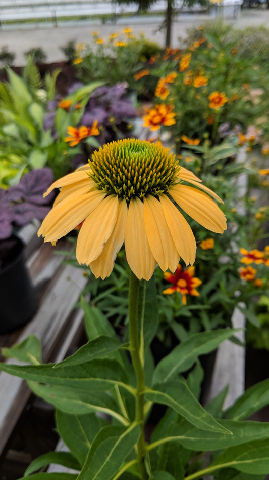 A yellow coneflower with an orange center, surrounded by various other plants in a garden setting.