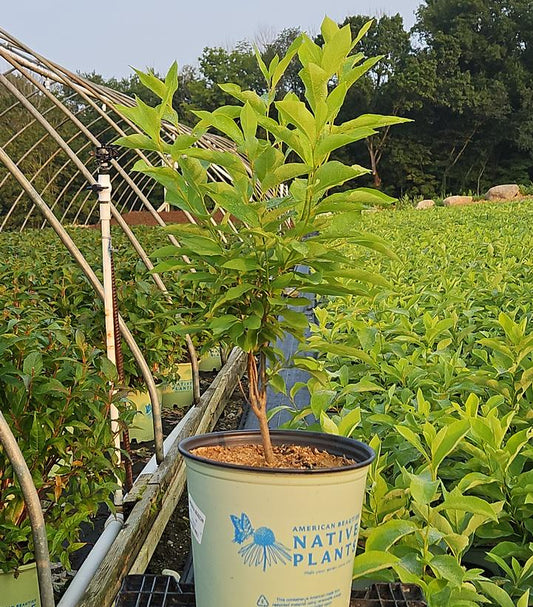 A young Spicebush plant with green foliage in a container, labeled with the brand American Beauties Native Plants.
