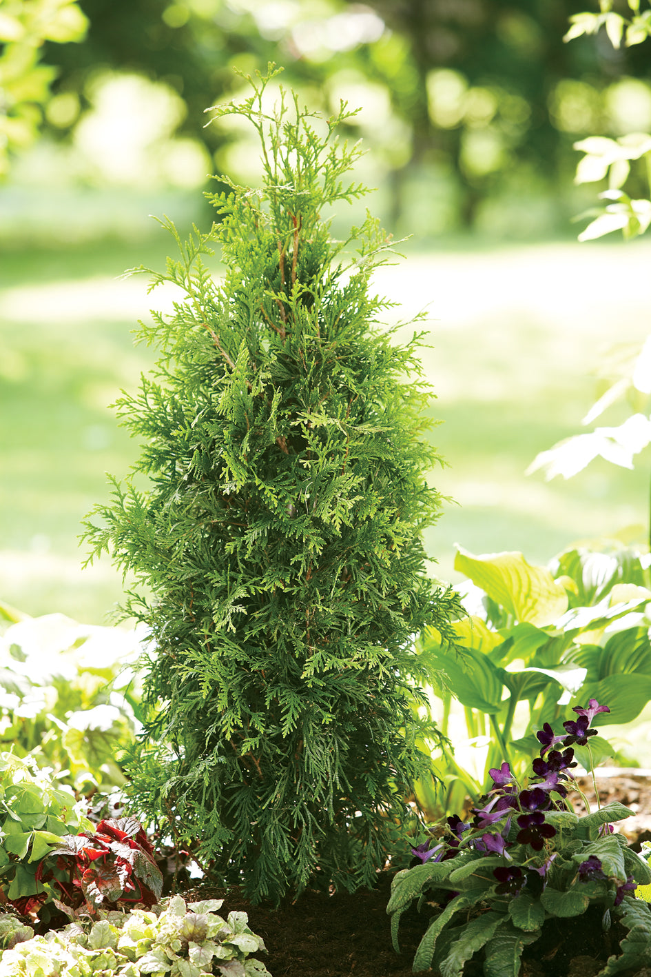 A young Western Arborvitae shrub with dense, green foliage, growing in a garden setting with various other plants in the background.