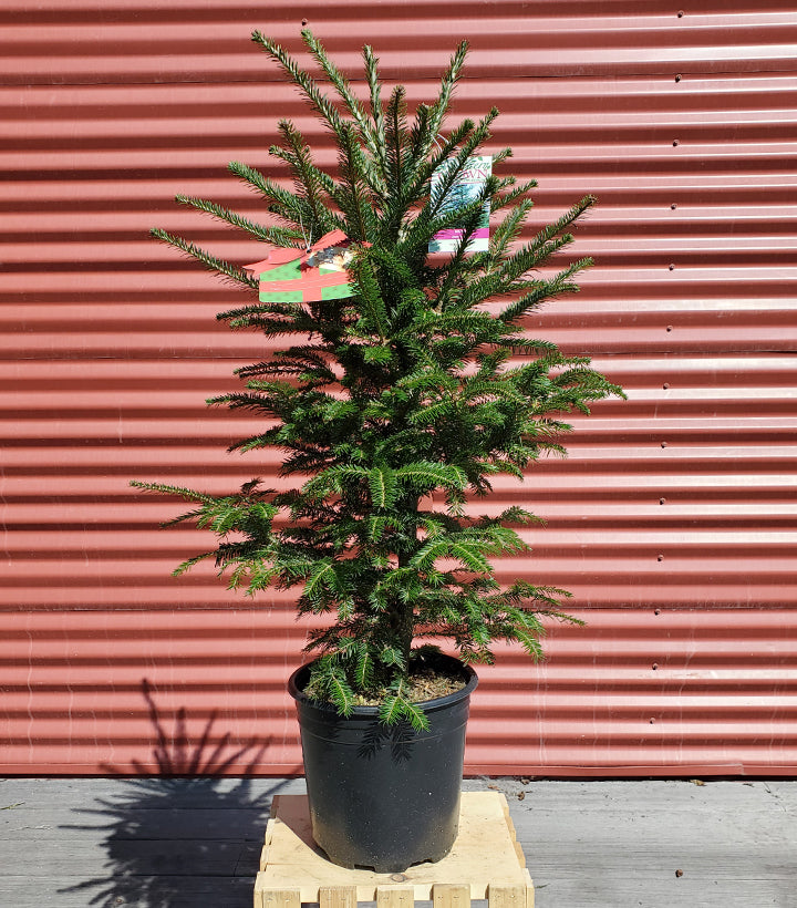 Abies balsamea
