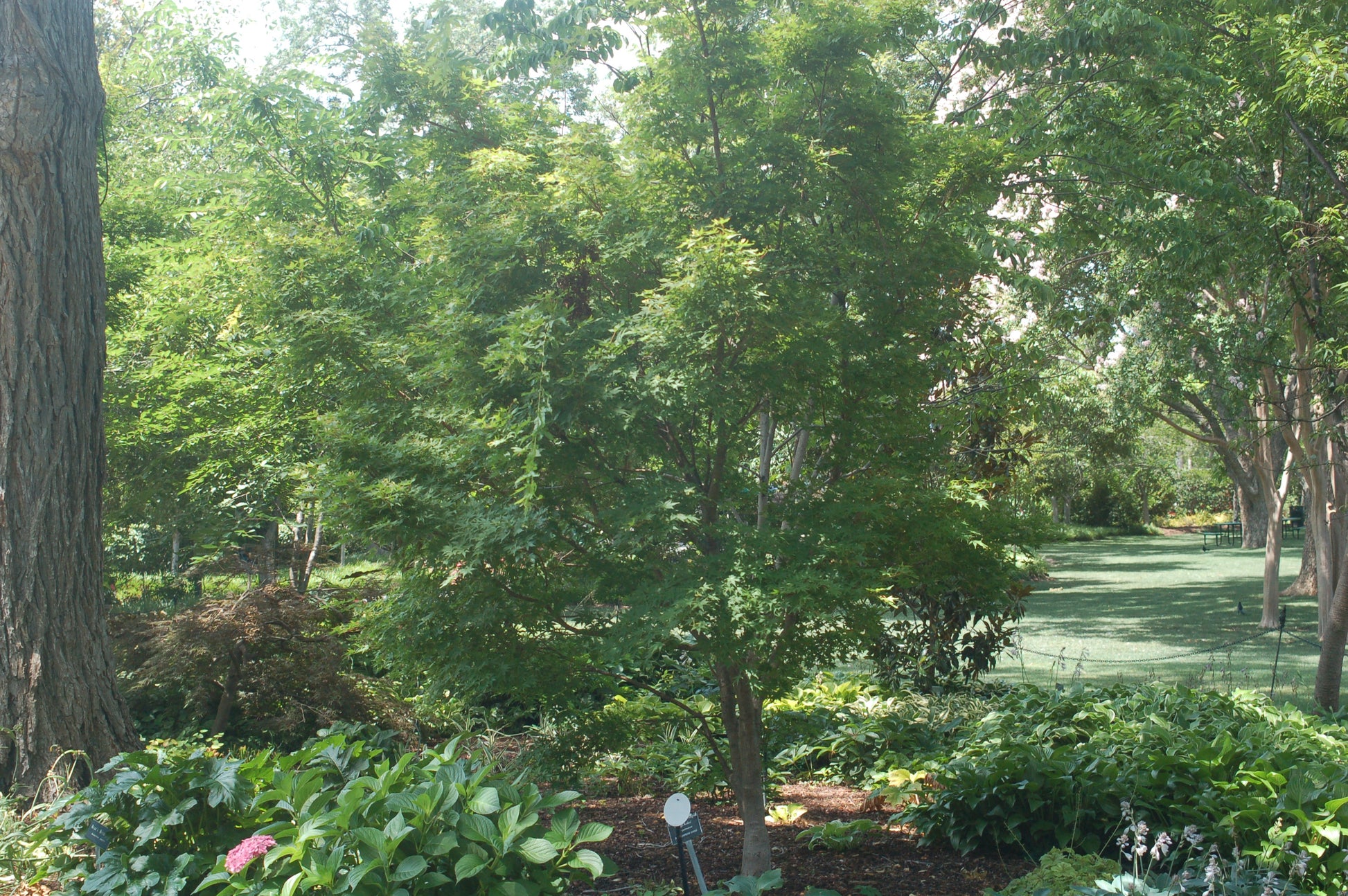 Acer palmatum Sango Kaku