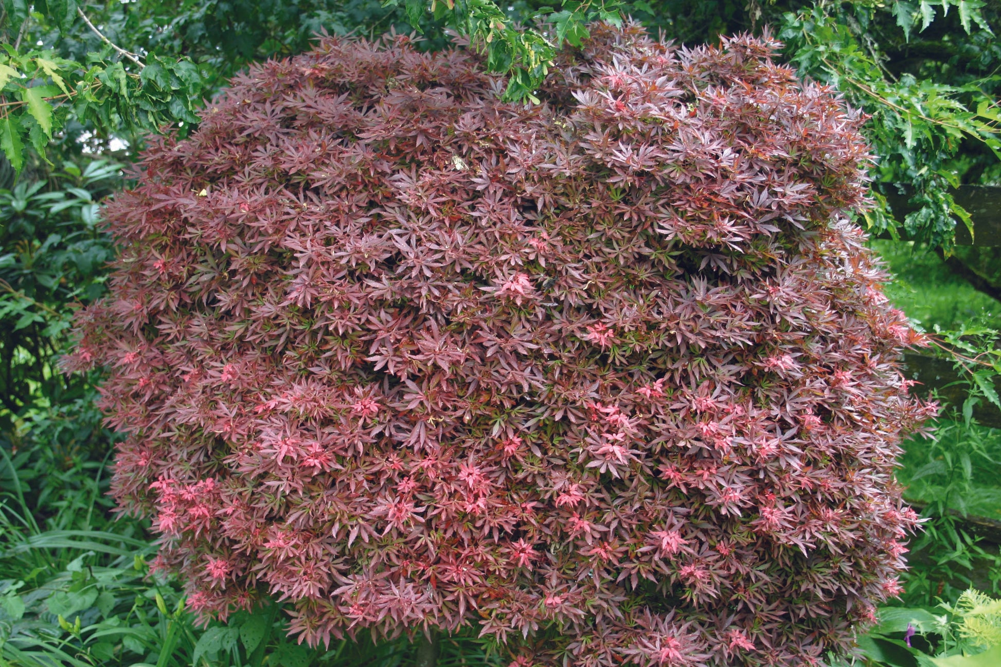 Acer palmatum Shaina