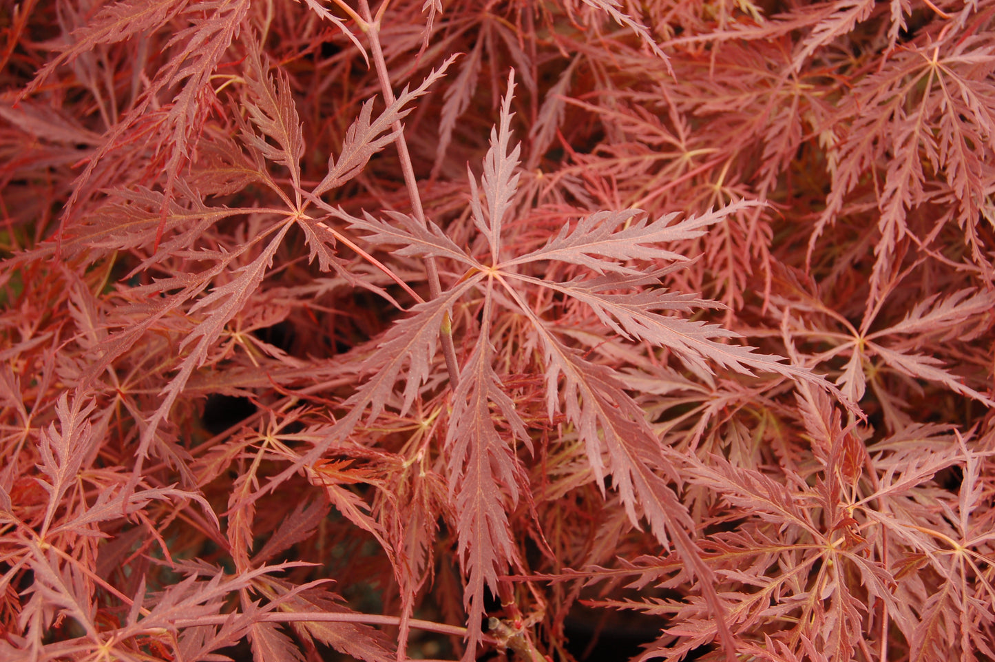 Acer palmatum dissectum 'Crimson Queen'
