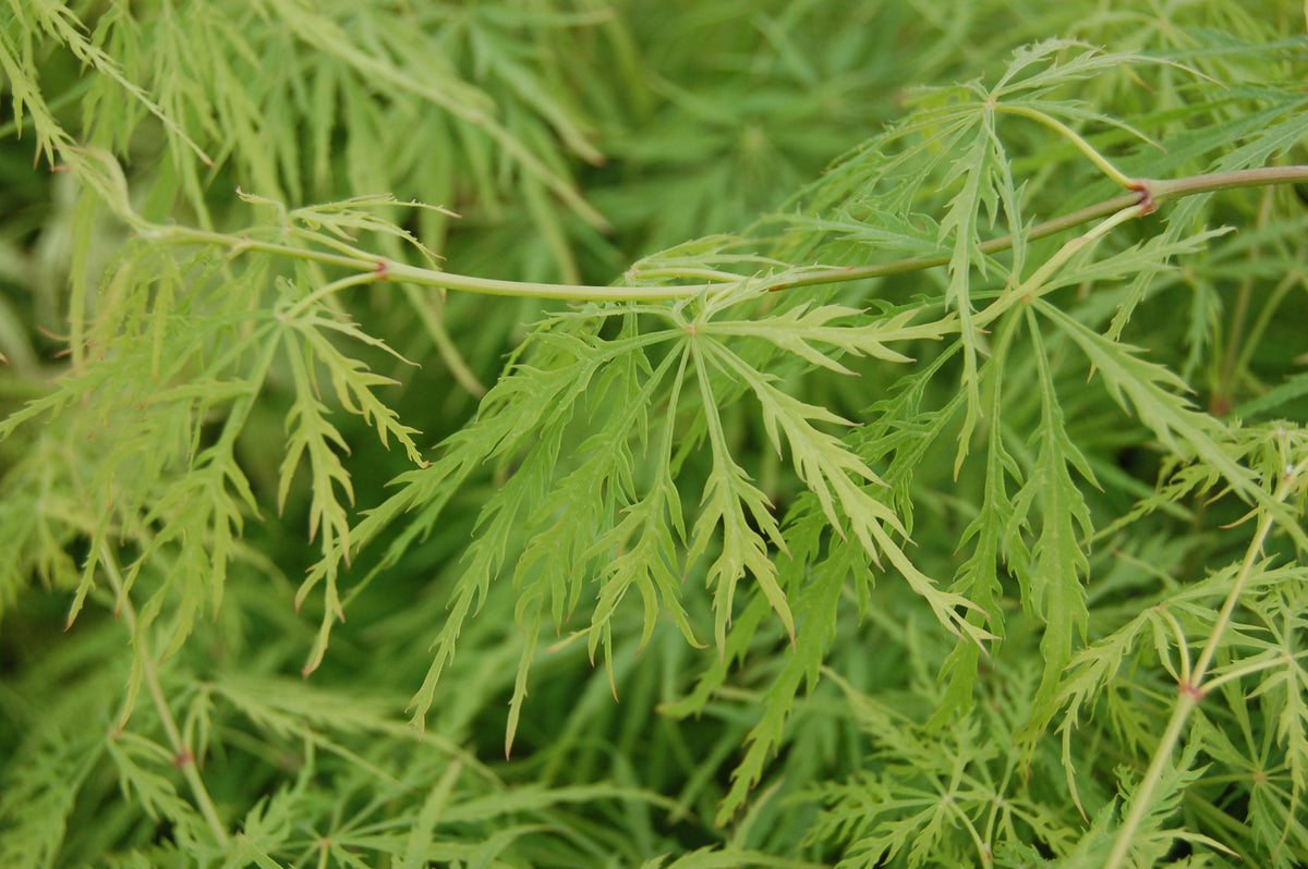 Waterfall Threadleaf Weeping Japanese Maple – Green Promise Farms