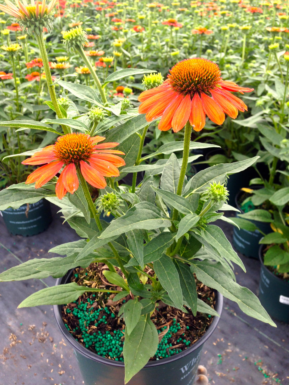Adobe Orange Coneflower flowering in pot with fertilizer