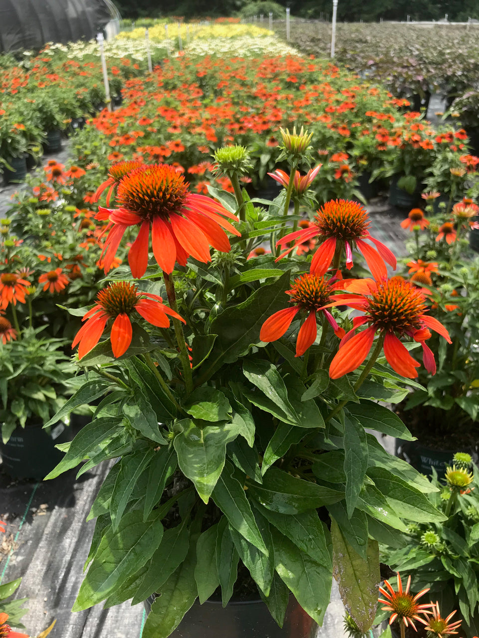 Adobe Orange Coneflower flowering in the garden