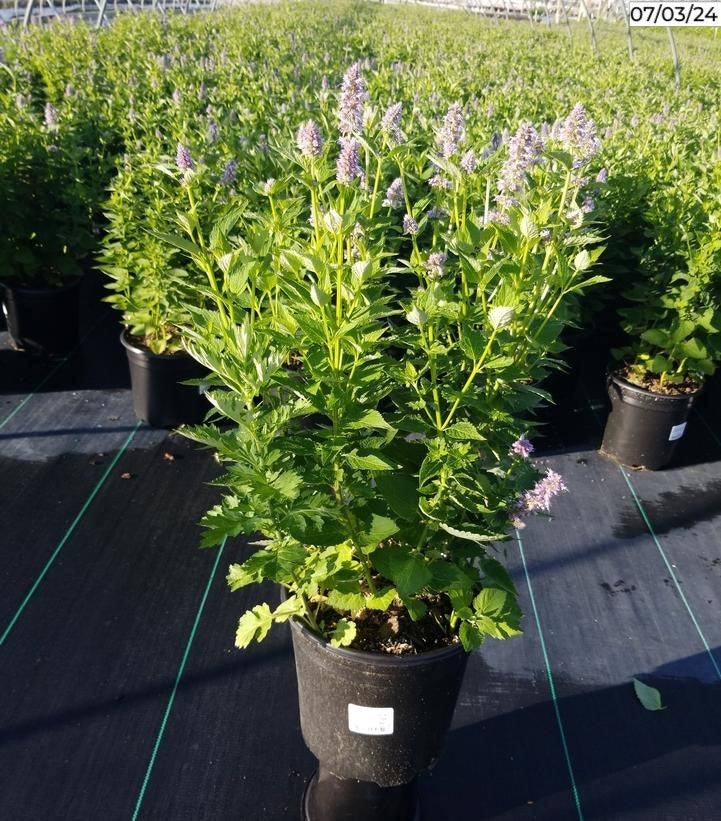 Agastache Blue Fortune perennial with tall lavender-blue flowers.