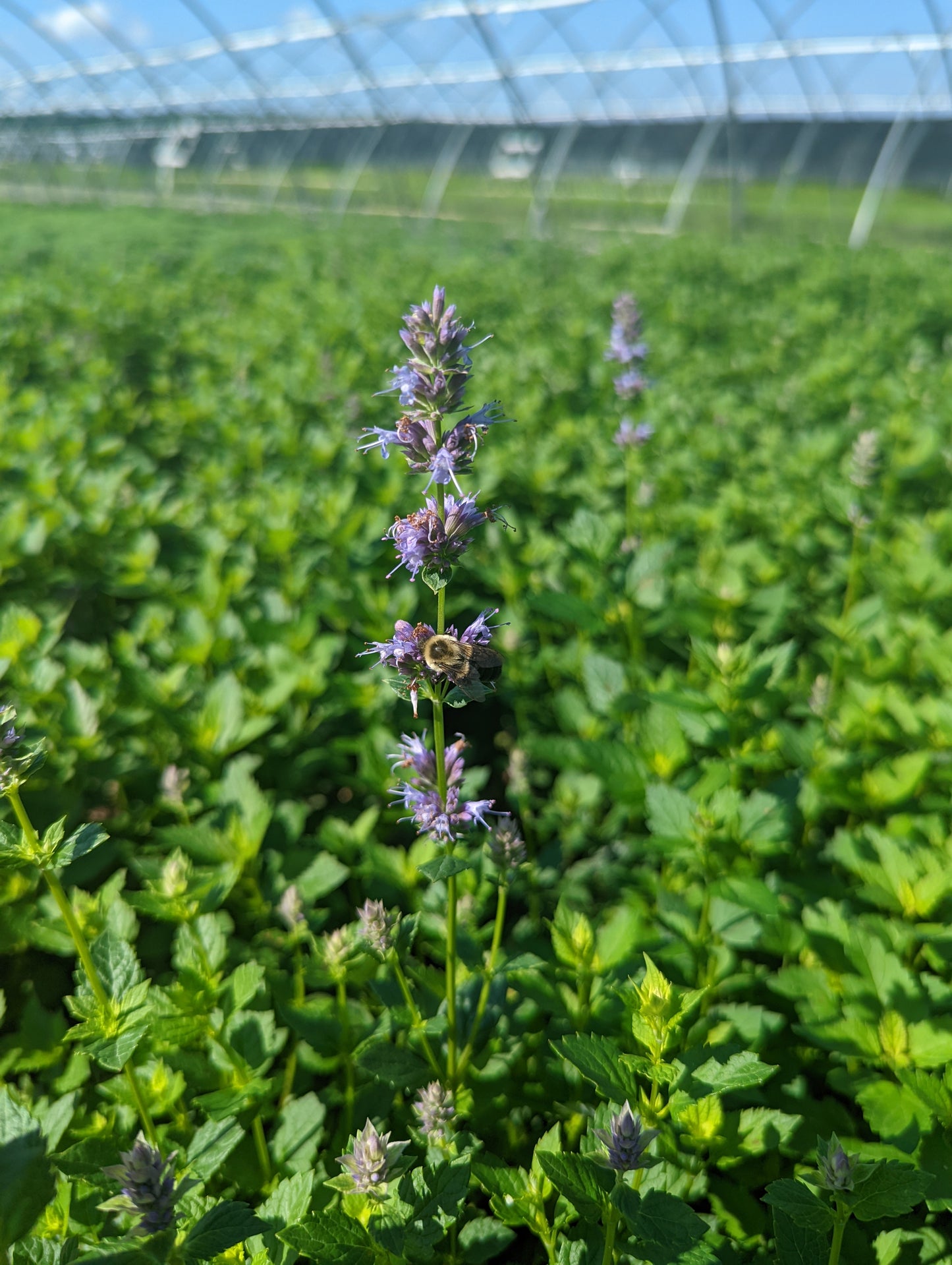 Agastache Feoniculum