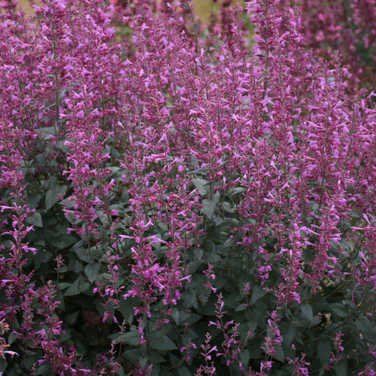 Agastche Royal Raspberry Agastache – Green Promise Farms