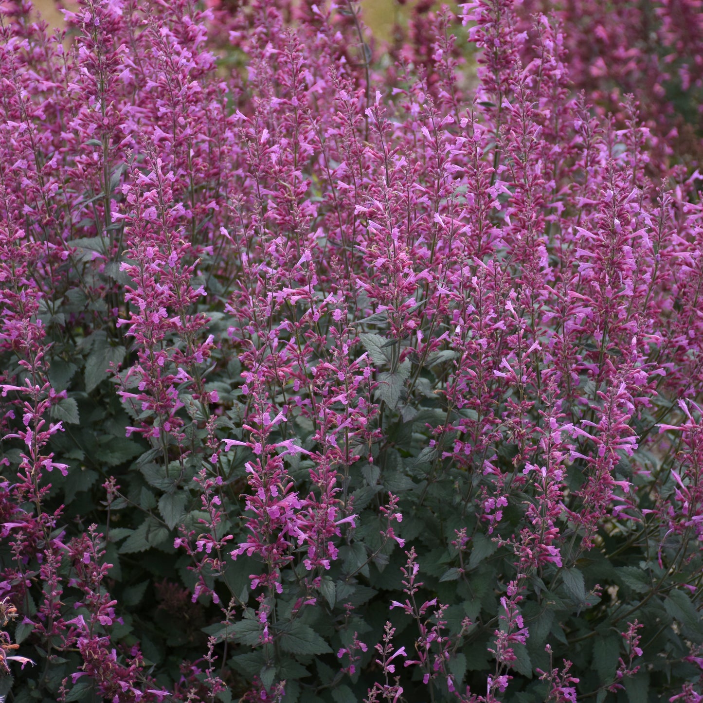 Meant to Bee™ Royal Rasberry Anise Hyssop (Hummingbird Mint)