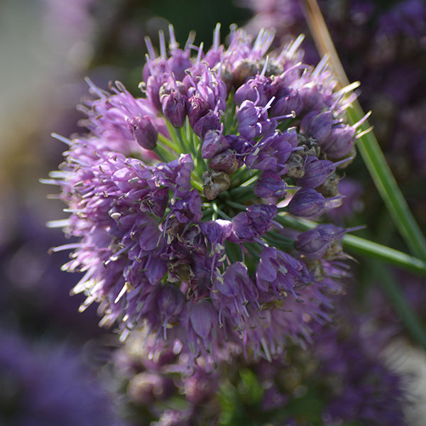 Medusa Flowering Onion – Green Promise Farms