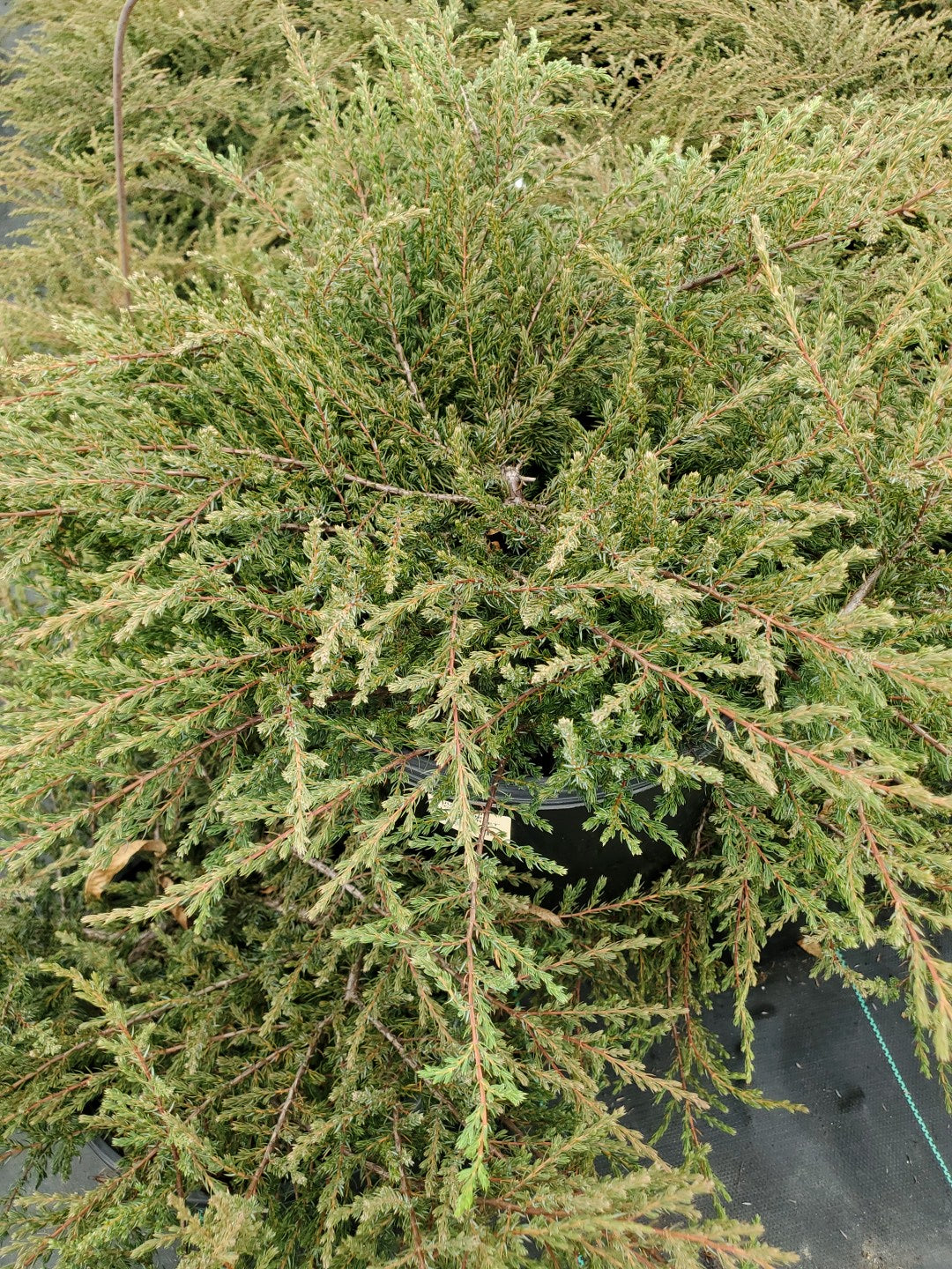 Alpine Carpet® Juniper foliage
