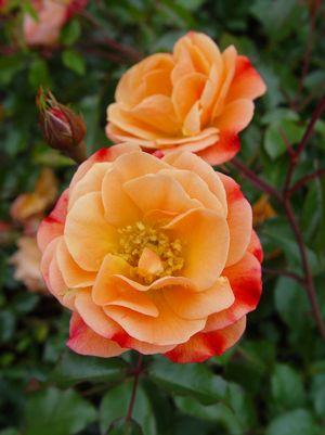 Amber Flower Carpet Rose