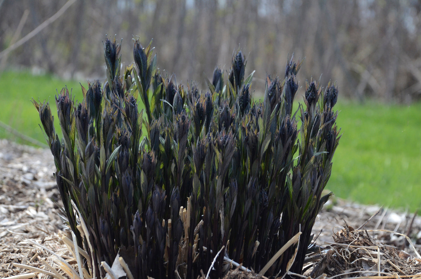 Amsonia tabernaemontana Storm Cloud