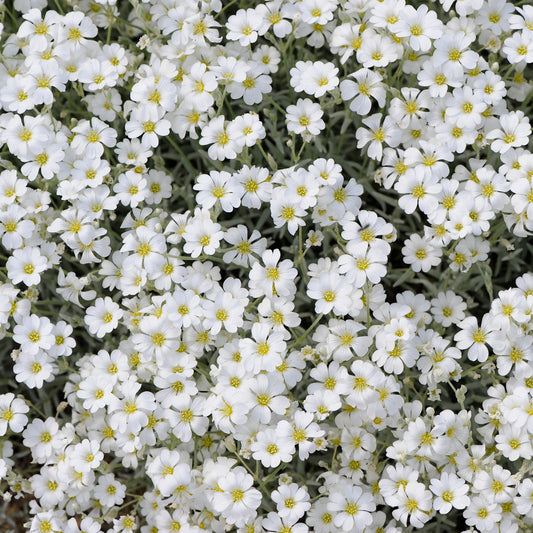 An image displaying a cluster of white flowers from the plant 'Yo Yo Snow in Summer'. The flowers are small and arranged in a dense cluster, with a blurred green foliage background.