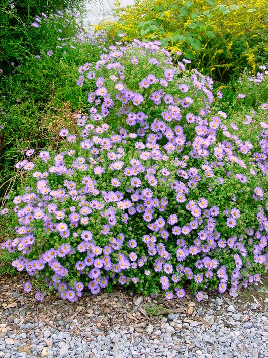 An image displaying the 'October Skies' Aromatic Aster, characterized by its purple shades and green foliage. The aster is in bloom, presenting small, star-shaped purple flowers and green leaves.