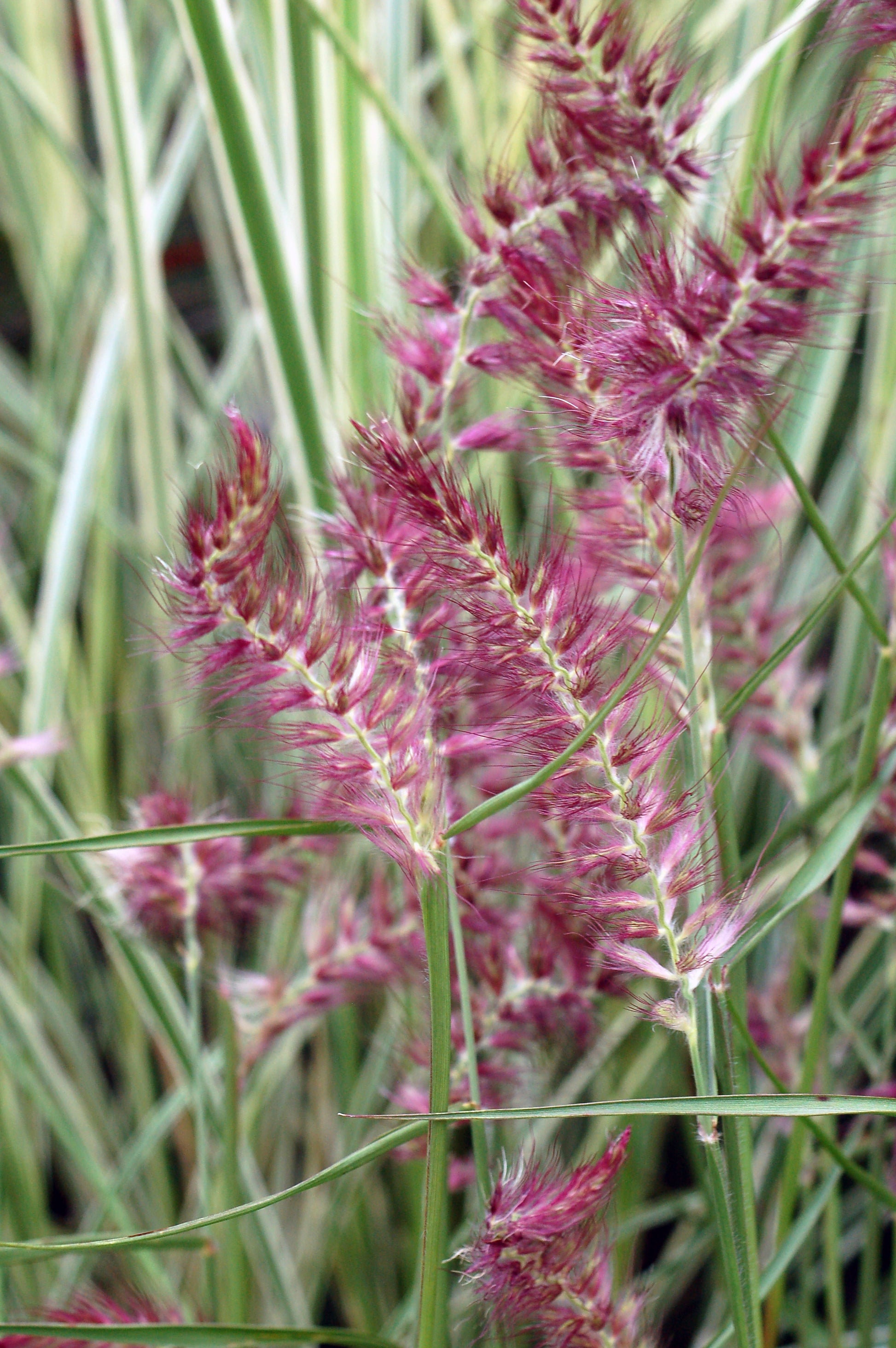 An image of 'Karley Rose' fountain grass with pink and red foliage, showing upright growth and pink inflorescences.