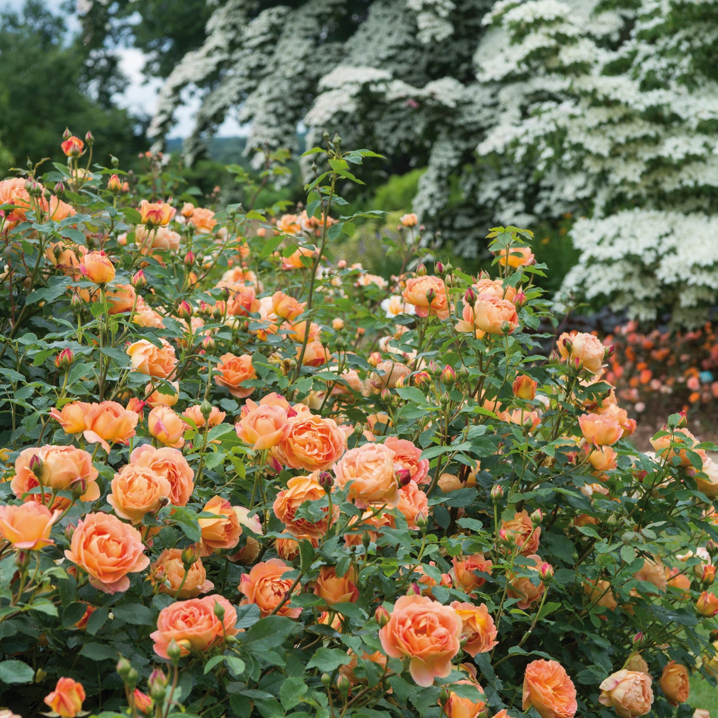 An image of a Lady of Shallot English Rose bush with rich orange-red buds and salmon flowers, situated in a garden with green foliage in the background.
