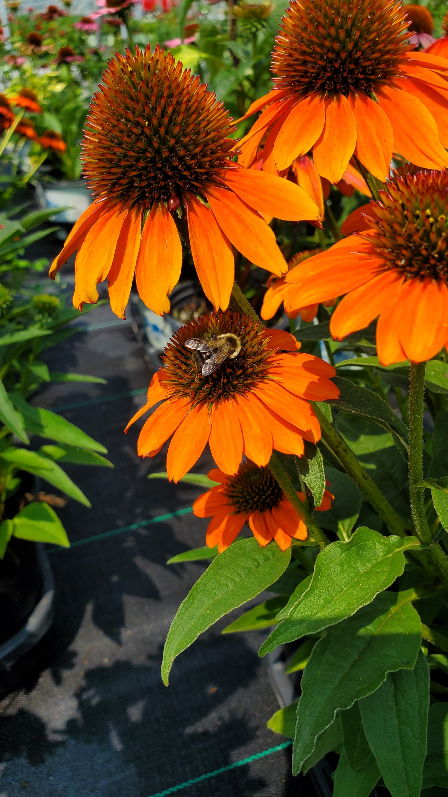An orange coneflower with a bee on it, representing the product 'Soft Orange Coneflower'.