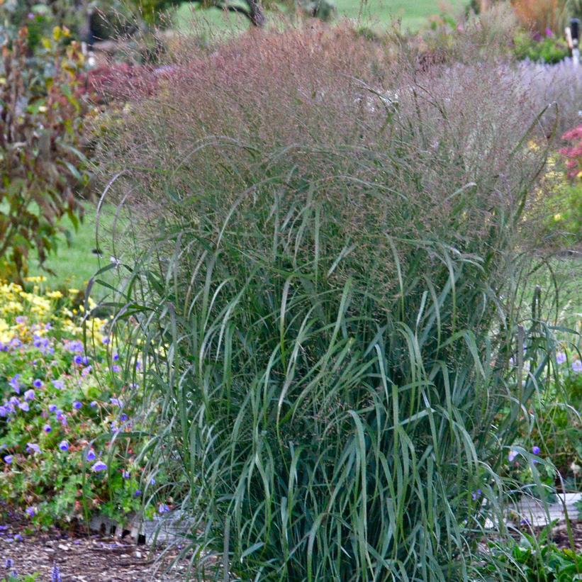 An ornamental grass with grey-green leaves, displaying rose-colored flower panicles in the fall season.