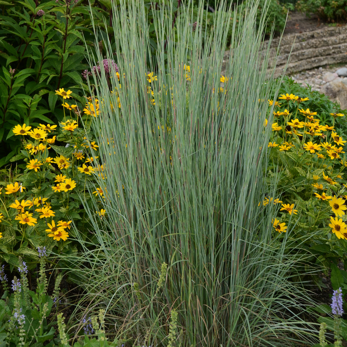 An upright ornamental grass with silvery blue foliage, columnar in habit, with yellow flowers and other green foliage in the background.