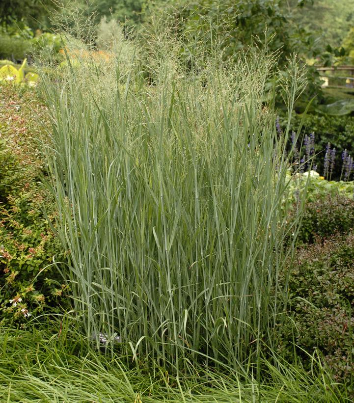 An upright plant with blue foliage, possibly Blue Switch Grass, seen in a garden setting with other plants in the background.