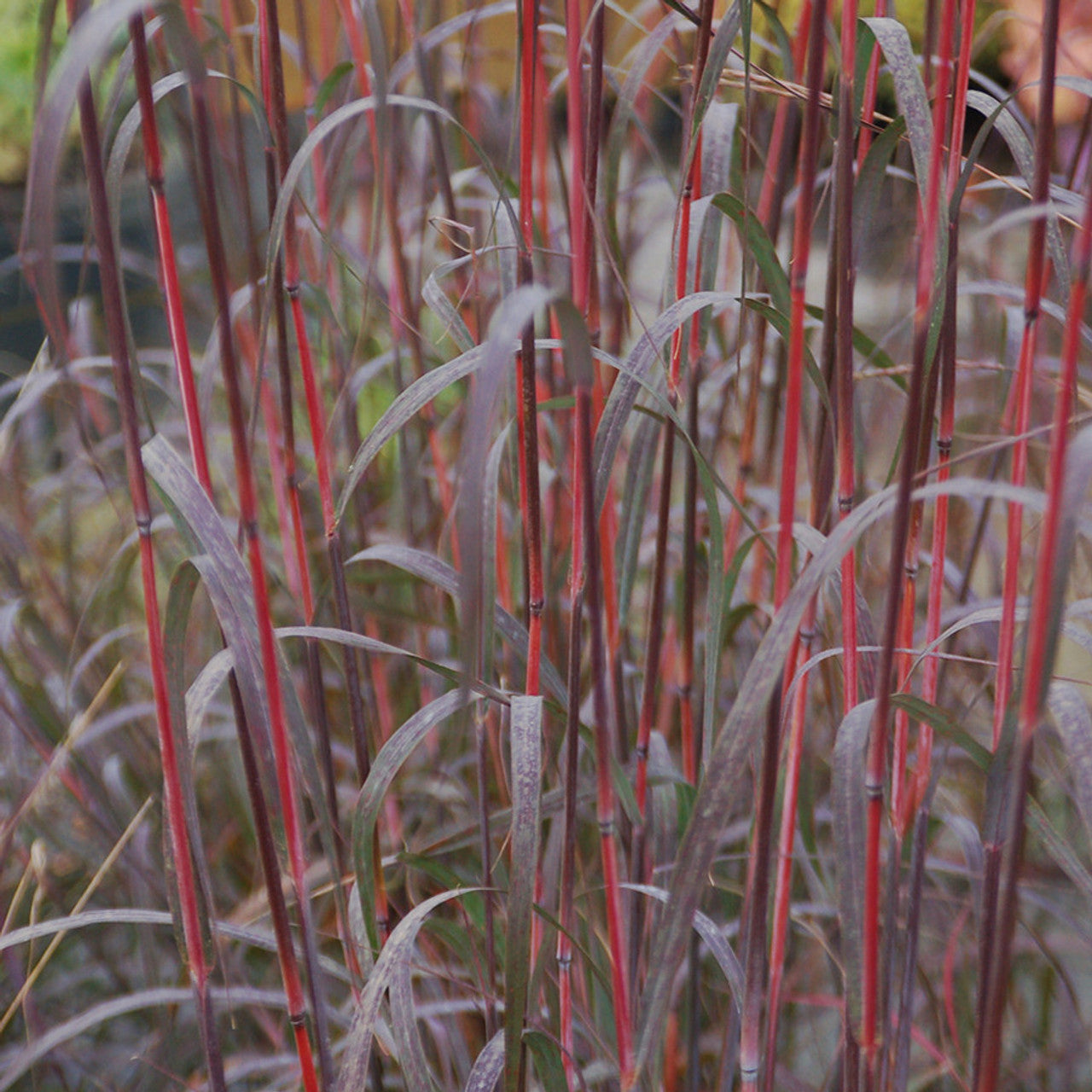 Andropogon Gerardii