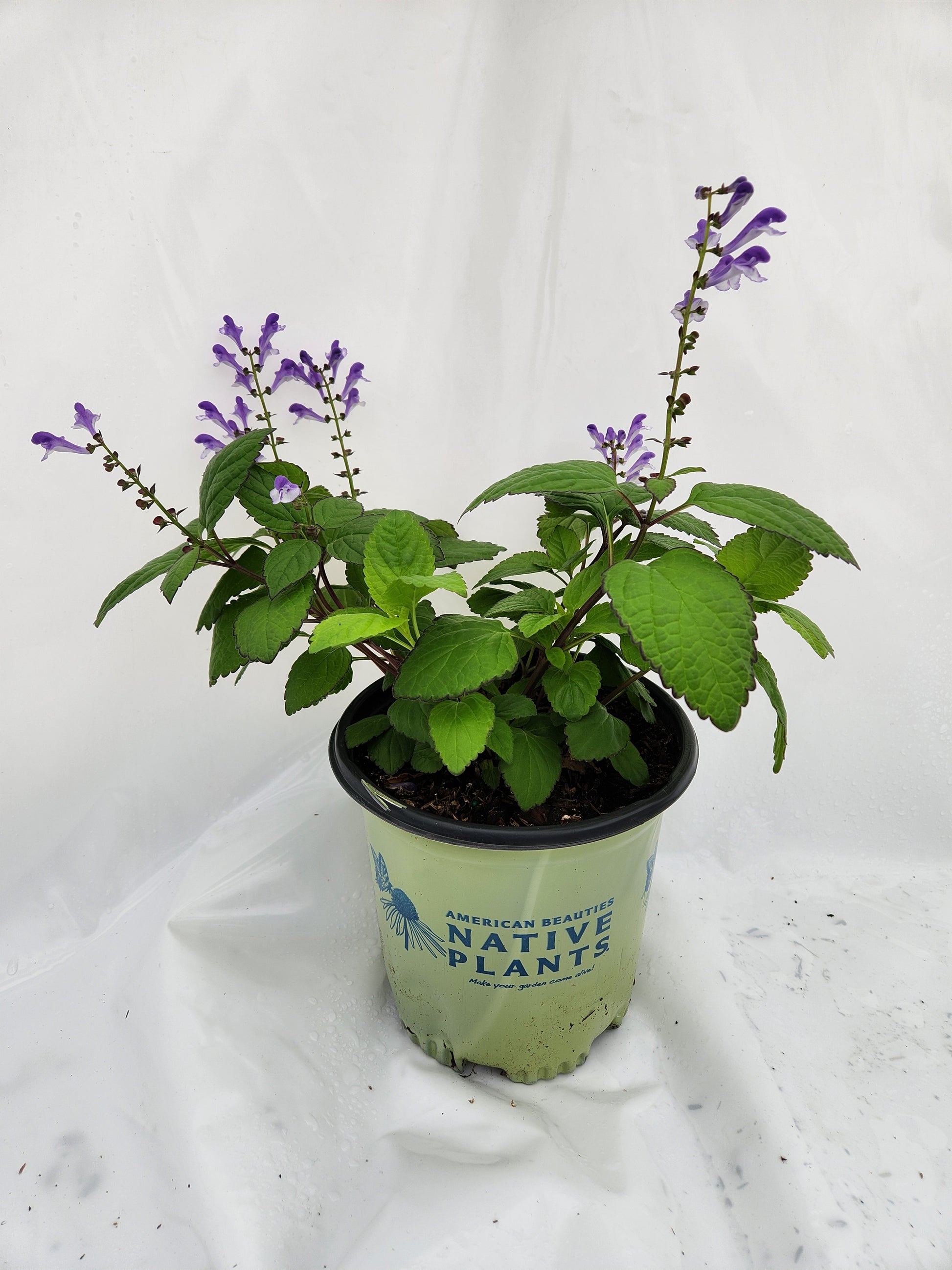Appalachian Blues Skullcap flowering in a branded pot