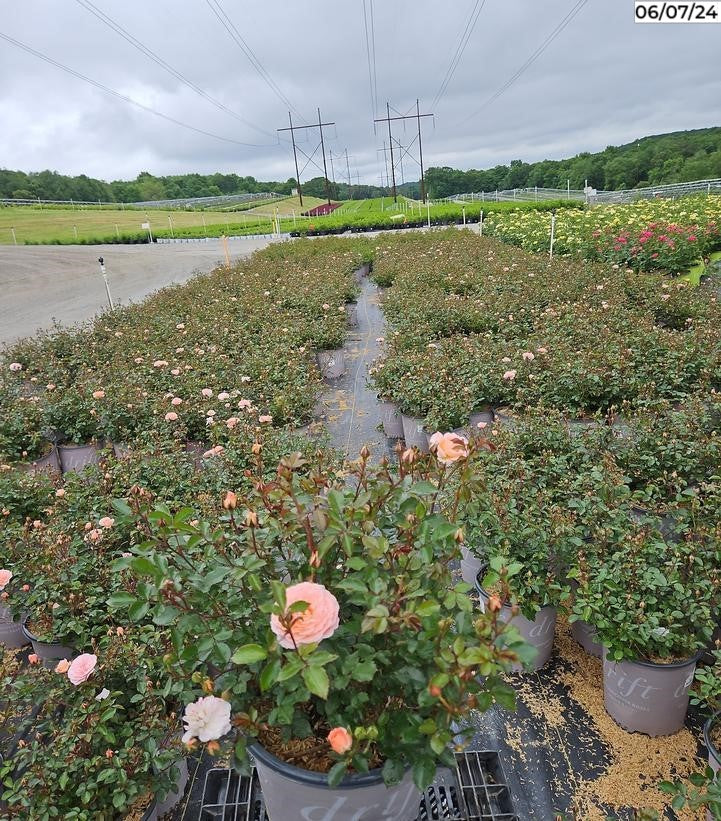Apricot Drift® Rose full plant view illustrating spreading groundcover habit and abundant blooms.