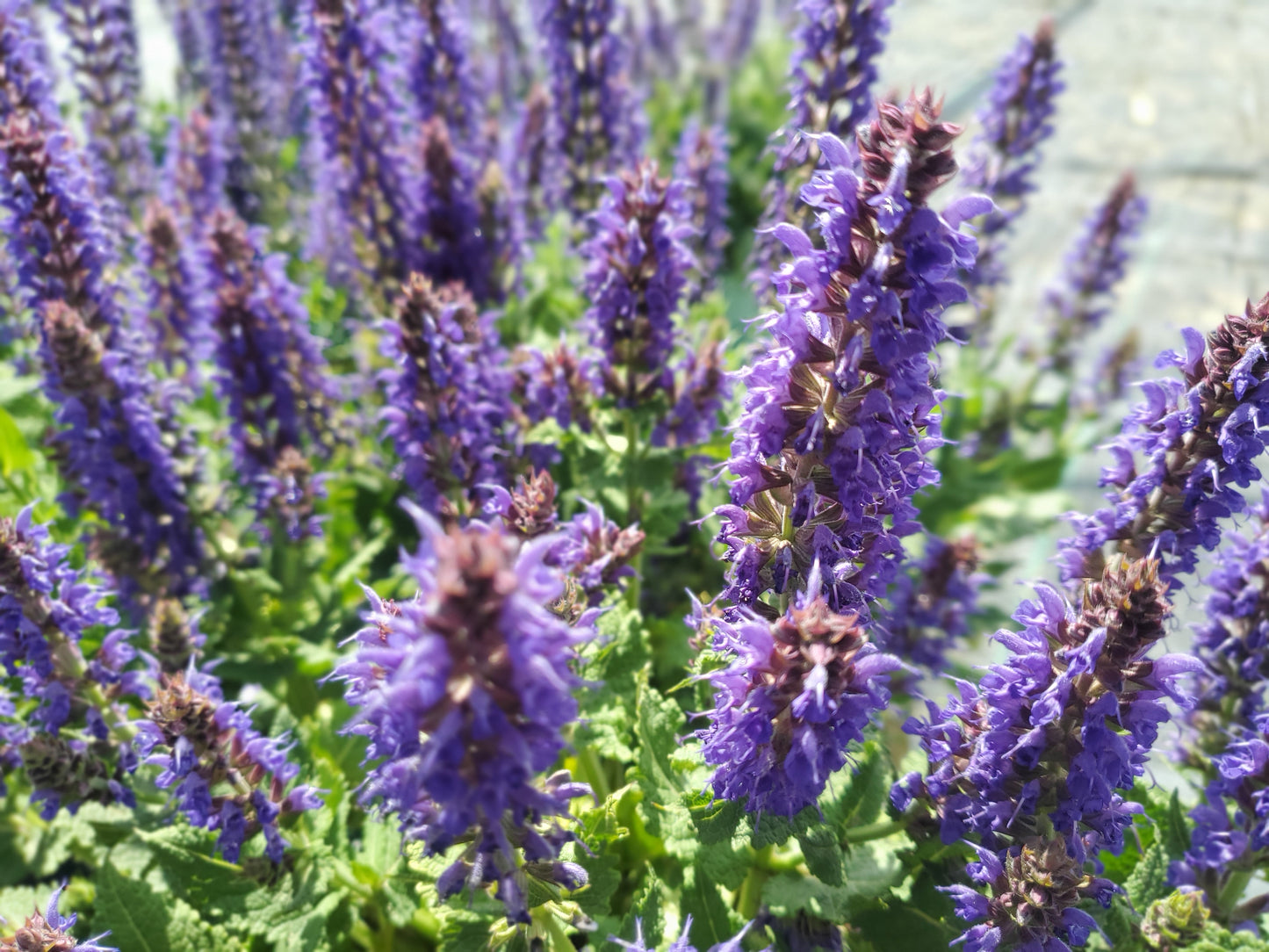 April Night Meadow Sage flowering