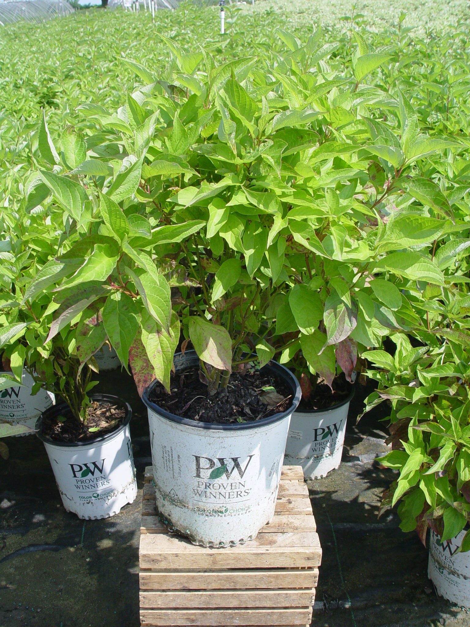 Arctic Fire® Dogwood mass planting