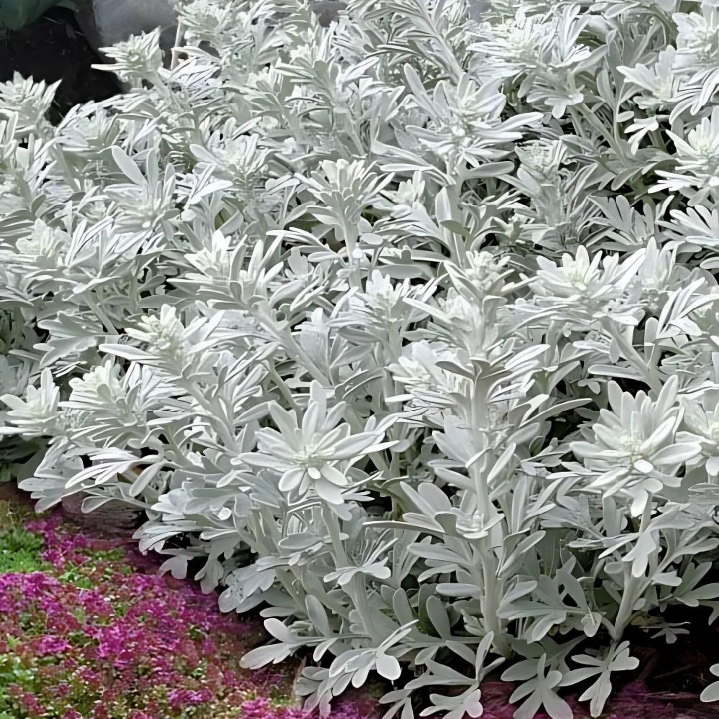 Artemisia Silver Brocade