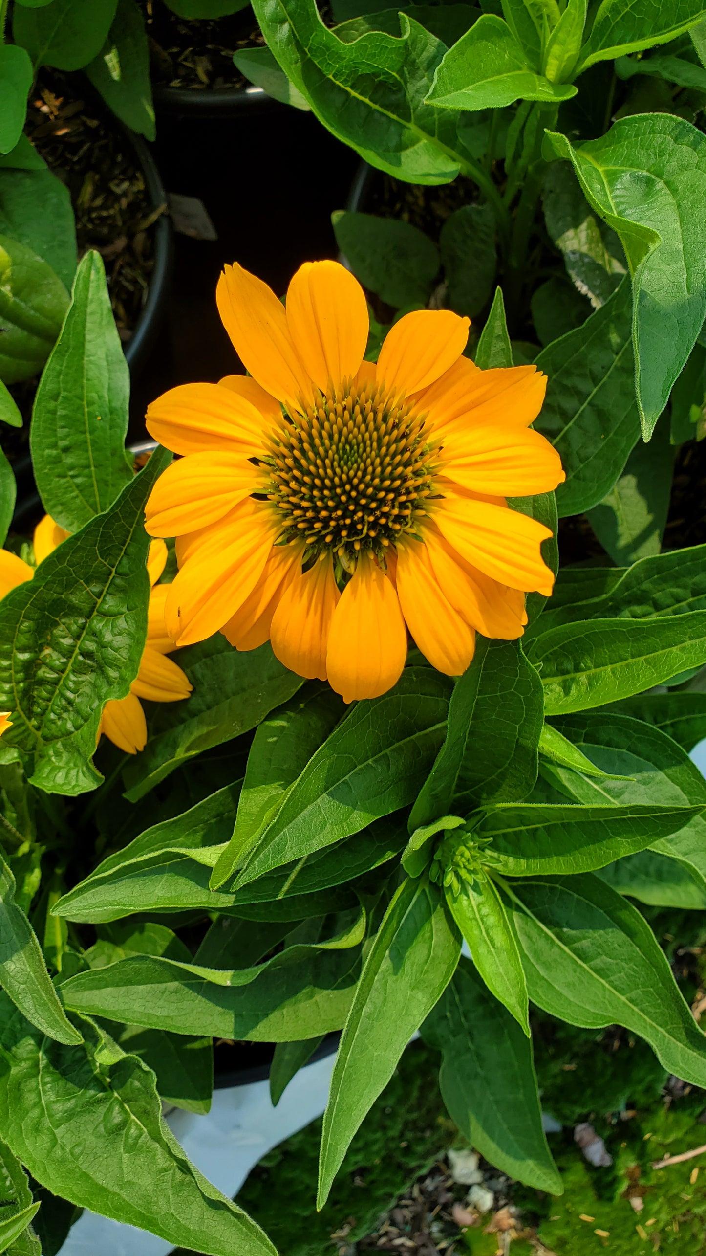 Artisan™ Yellow Ombre Coneflower flower close up