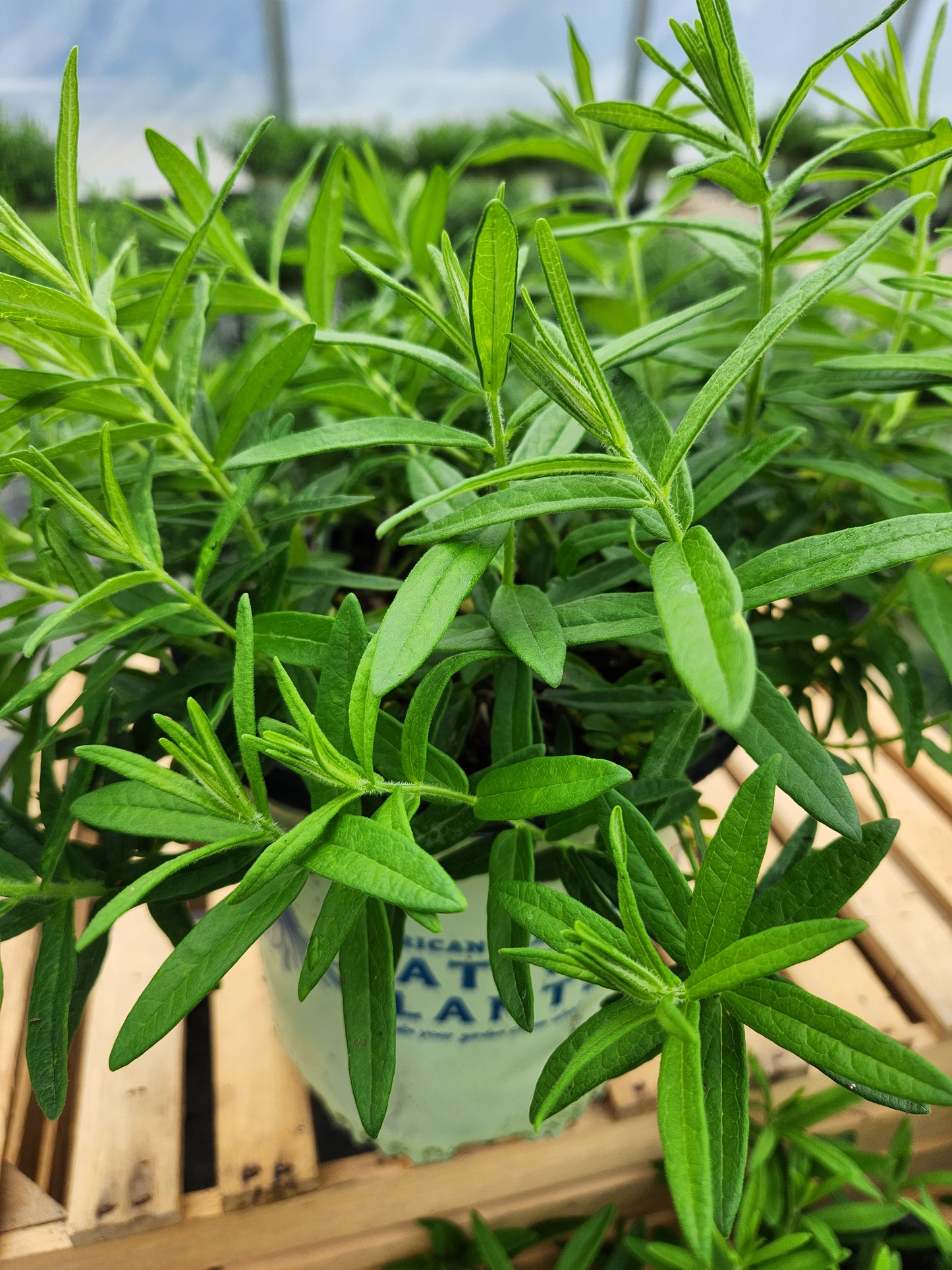 Asclepias tuberosa Hello Yellow