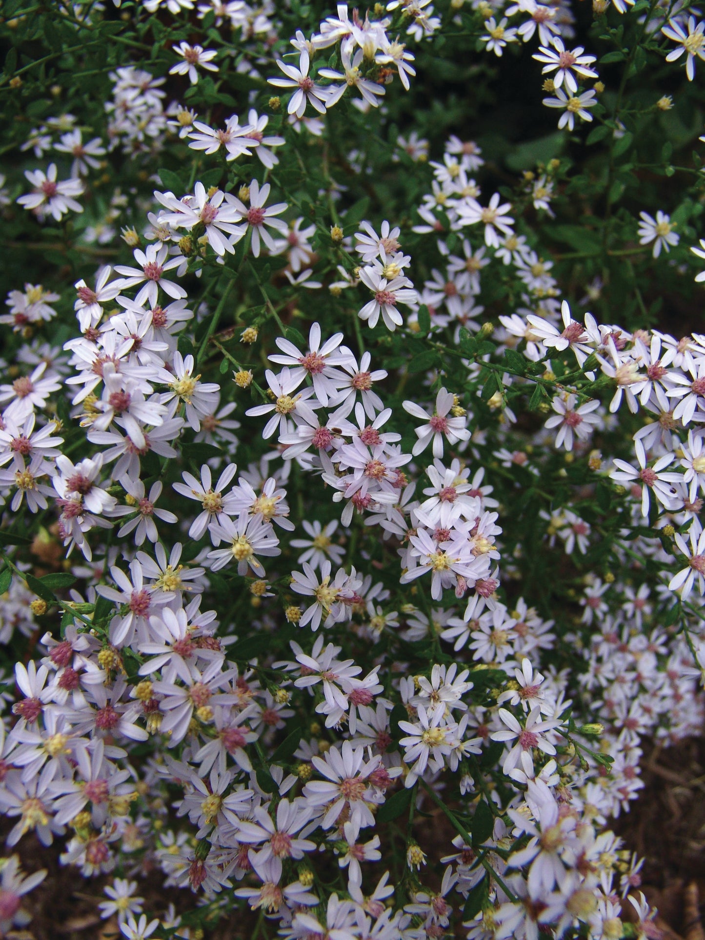 Aster Cordifolius