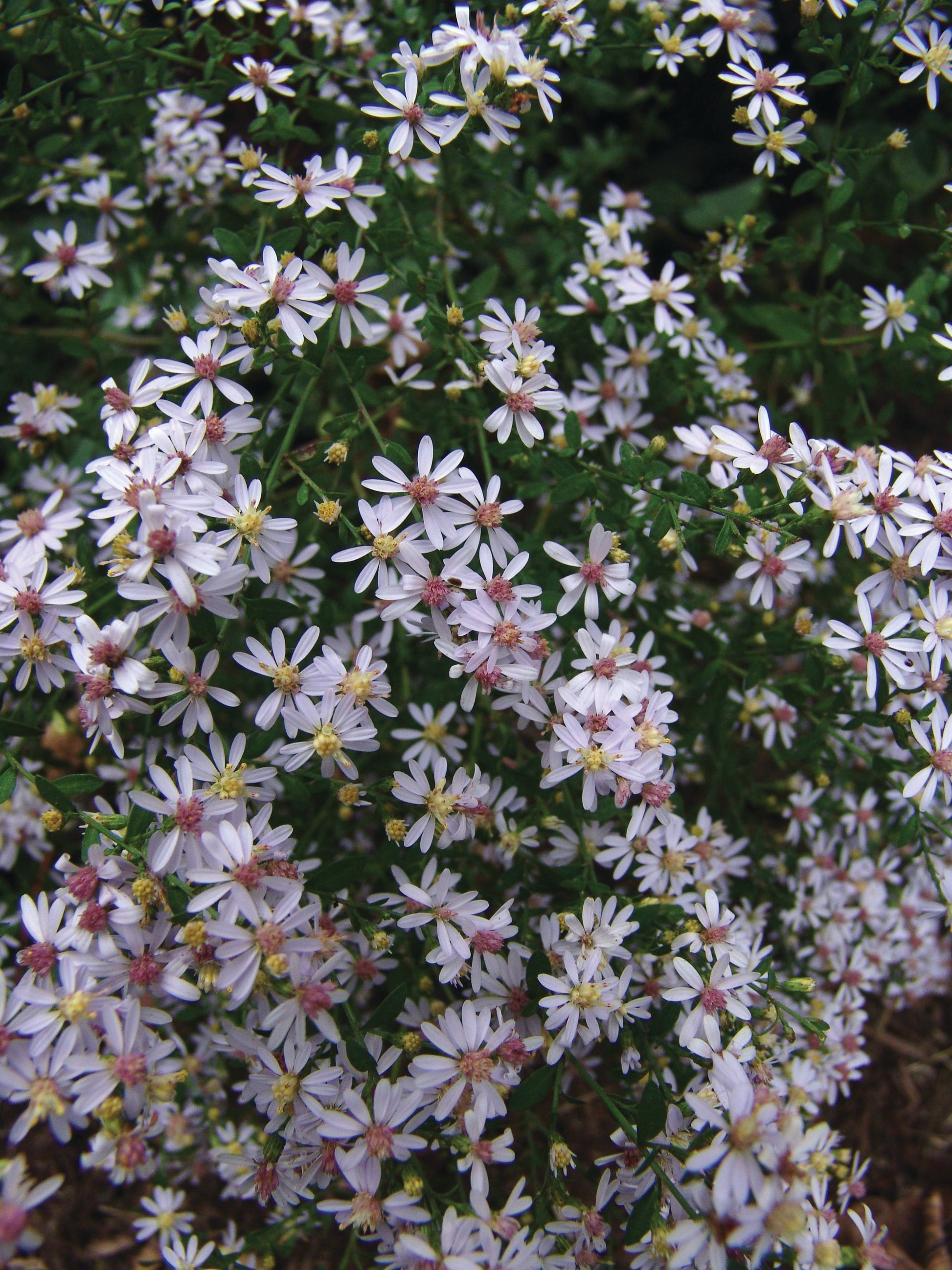 Aster Cordifolius