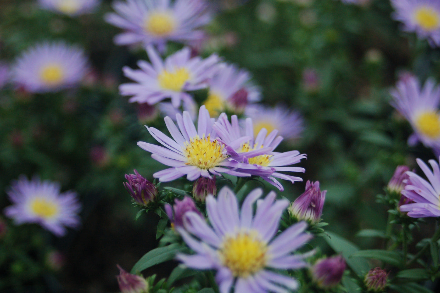 Aster 'Wood's Blue'
