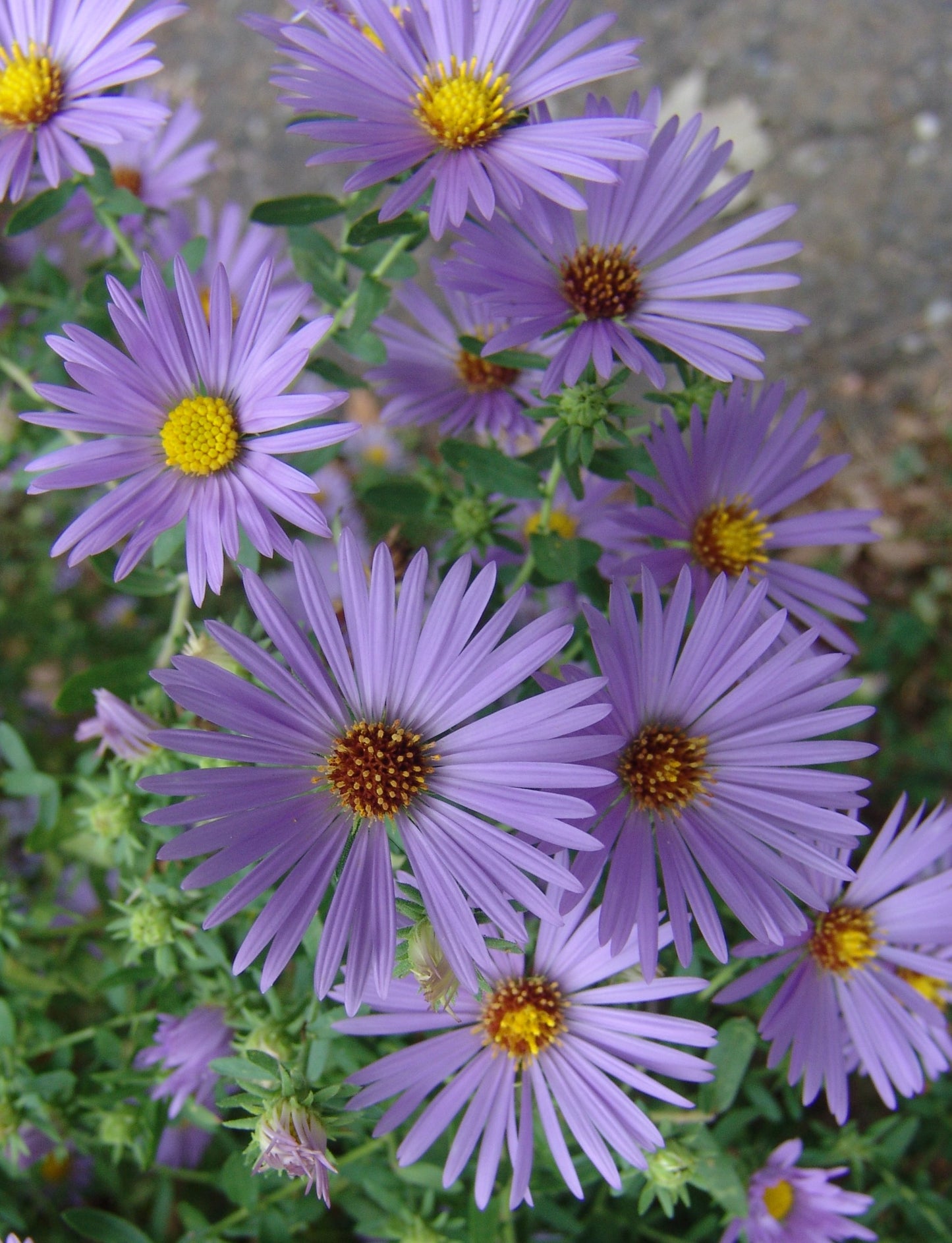 'October Skies' Aromatic Aster